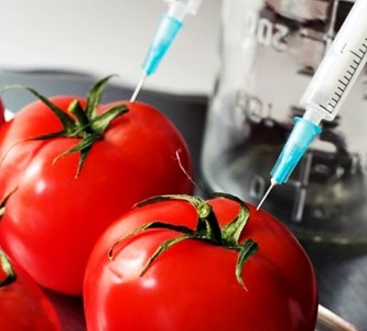 GMO paradajz